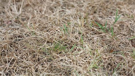 Dormant Grass Vs Dead Grass How To Tell The Difference
