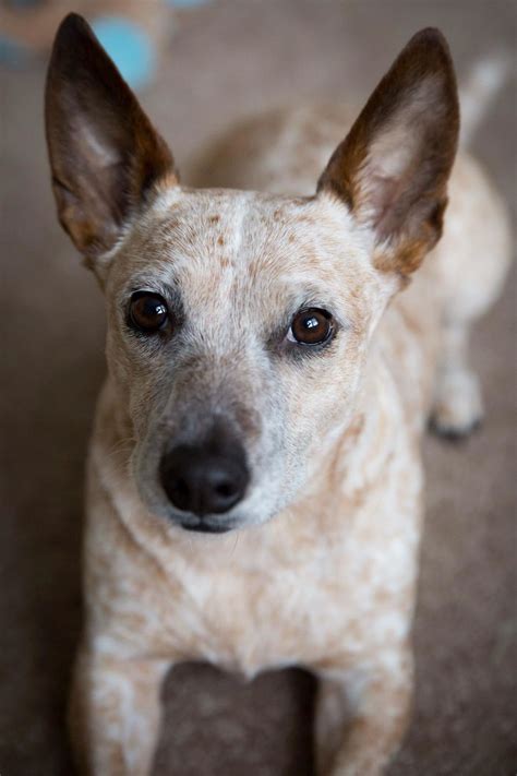 This Is My Sweet Cali She Is A Red Heeler Terrier Mix Red Heeler