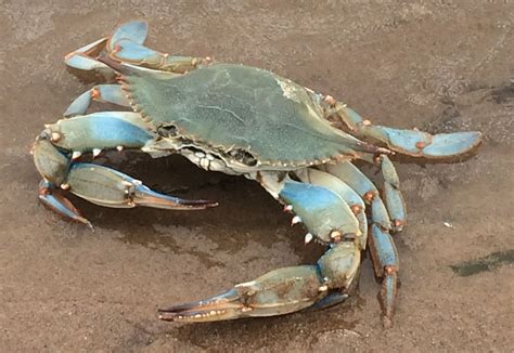 Blue Crab Discovered A Long Way From Home Campus News Inspirations