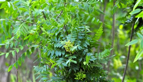 Winged Sumac