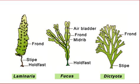 Life Cycle Laminaria And Fucus Brown Algae