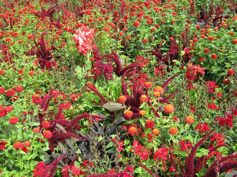 Fotos Gratis Decoración Naranja Rojo Hierba Produce Color