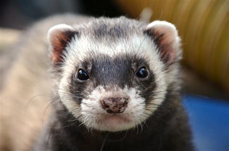 Now taking deposits for baby mink to be born in the 2020 breeding season. Ferrets for Sale? Why These Animals Aren't 'Pets' | PETA