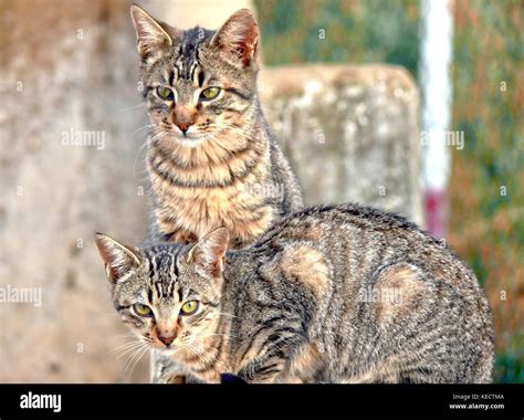 Part Of A Group Of Feral Cats In Albufeira Portugal Stock Photo Alamy