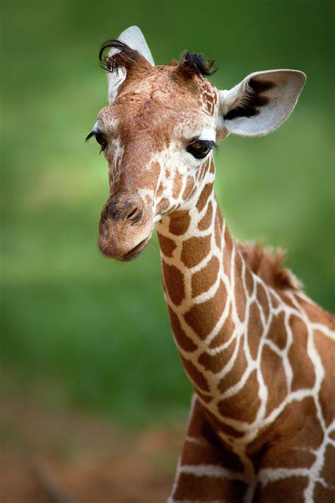 Young Giraffe Photograph By Yuri Peress Pixels