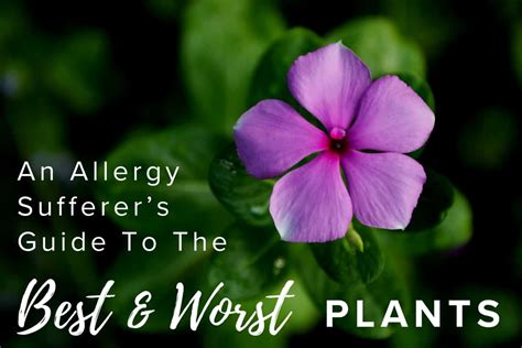 An Allergy Sufferers Guide To The Best And Worst Plants