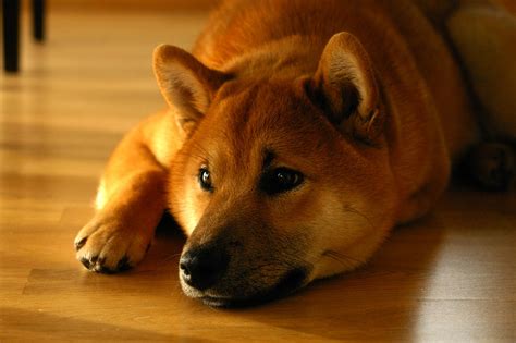 Dogecoin (DOGE) verwachting 2021 - wat gaat de prijs doen ...