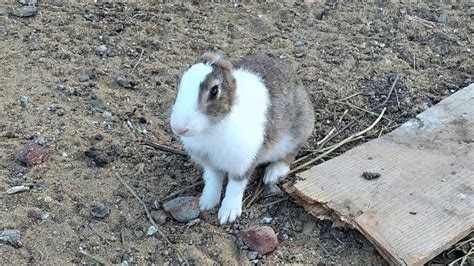 Bunny Born With No Ears Youtube