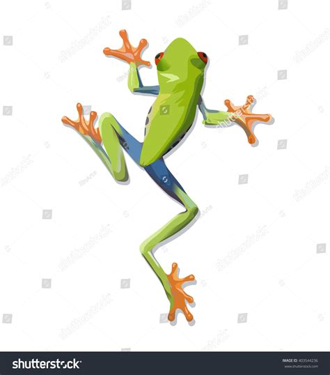 Tree Frog Stock Vectors Images And Vector Art Shutterstock