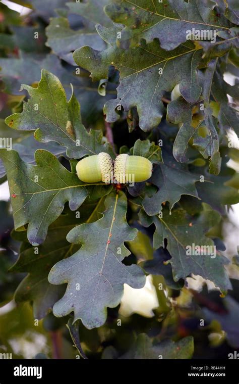 Acorns Growing On Oak Tree Hi Res Stock Photography And Images Alamy