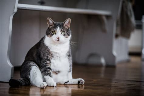 Gatos Con Sobrepeso Consecuencias De La Obesidad En Gatos