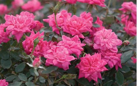 Double Pink Knock Out Rose 1 Gallon Shrub Rose Shrubs For Spring