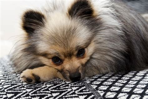 What Are Wolf Sable Pomeranians All About Poms