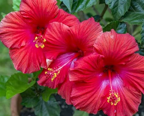 Massage this gently from your hair roots to the tips and leave it on for 20 minutes. Hair Care Tips: Hibiscus Flower For Strong And Silky Hair ...