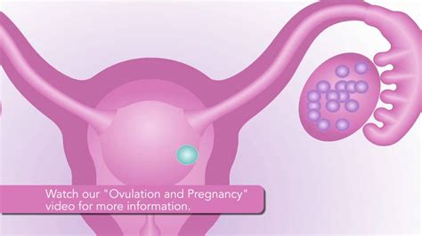 Ovulation And Pregnancy Youtube