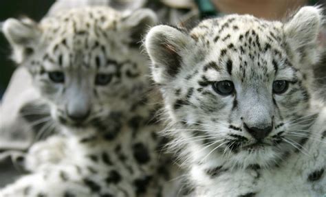 Animales En Peligro De Extinción El Leopardo De Las Nieves