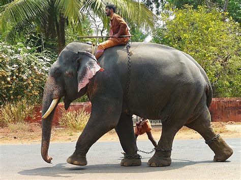 #elephant#dies#kerala#pregnant a pregnant wild elephant in kerala's silent valley forest fell victim to an act of human cruelty after a pineapple filled. Kerala Elephant | Flickr
