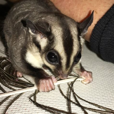 The latest ones are on mar 12, 2021 8 new free sugar gliders for sale results have been found in the last 90 days. Sugar Glider Animals For Sale | Redwood City, CA #286523