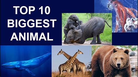 Top 10 Biggest Animals In The World 2020 Youtube