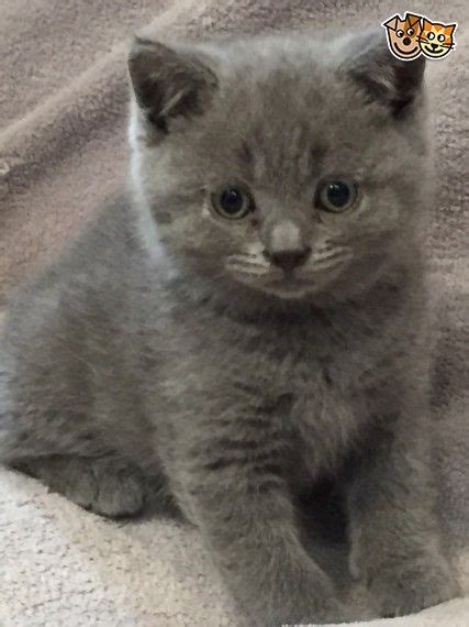 British Shorthair Kittens For Sale Pets4homes British Shorthair