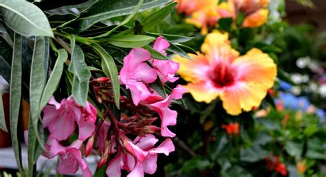 10 Best Tropical Plants For Your Patio Sheridan Nurseries
