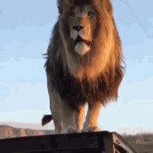 The Perfect Lion Mane Roar Animated GIF For Your Conversation Discover