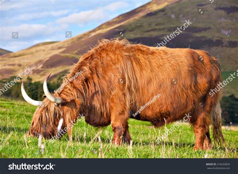 Highland Angus Cow Grazing Green Grass On A Farm Grassland Stock Photo