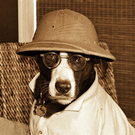 Meanings & definitions of words in english with examples, synonyms, pronunciations and translations. Nigel in pith helmet. | Pith helmet, Dogs, Helmet