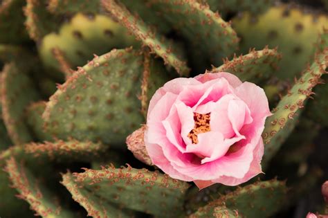 Amazing Cold Hardy Opuntia Cactus Flowers Succulents And Sunshine