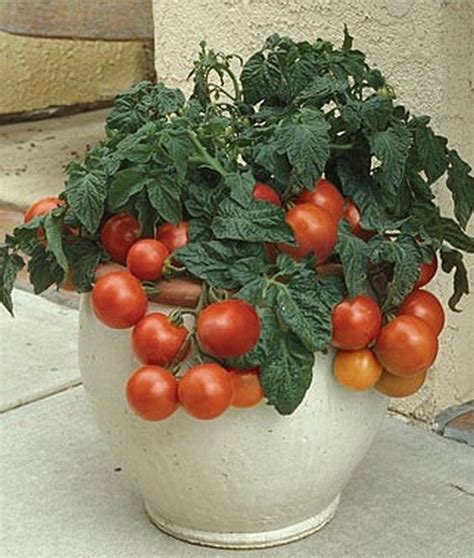 Top 10 Tomatoes For Container Gardening Success Veggie Garden