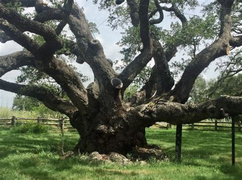 One Lesser Known Feature Of The Park Is A Massive 1000 Year Old Oak