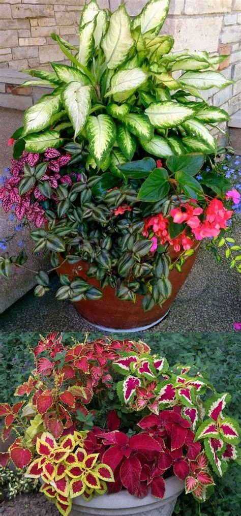 A favorite choice for southern gardens, annual vinca flowers are sun loving and heat tolerant. 16 Colorful Shade Garden Pots and Plant Lists - A Piece Of ...
