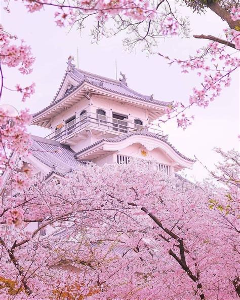 Pin By Kaori On Japan ⛩ Cherry Blossom Japan Sakura Tree Aesthetic