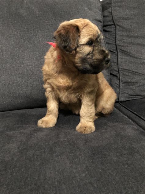 Advertising a puppy for sale with a 'fake' mum to make it look like they've been bred in a family home. Soft-Coated Wheaten Terrier Puppies For Sale | Warren, OH ...