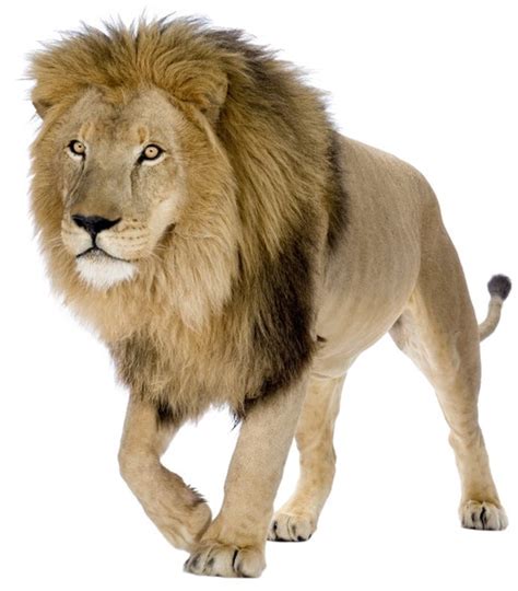 Lion Png Pic Background Png All