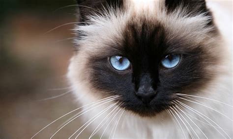 20 Fun Facts You Didnt Know About Birman Cats