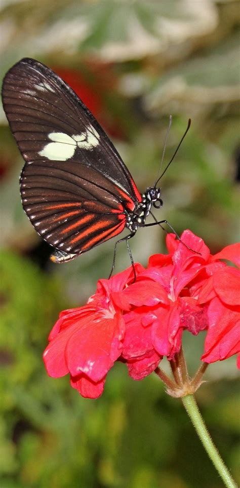 2 pictures · created by gimbernat. About Wild Animals: A heliconius butterfly on a red flower ...