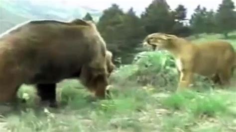 Lion Vs Bear Fights Video Dailymotion