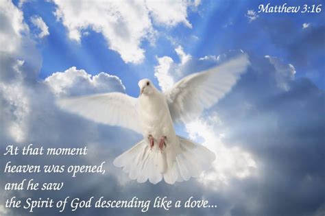Biblequotedpicss Image Holy Spirit White Doves Beautiful Birds