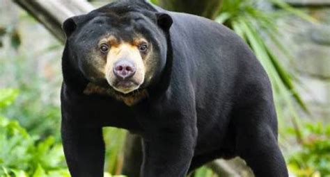 Selagi musim panas, masakan rusia memiliki banyak sup dingin. Sun Bear, si Beruang Madu dari Kalimantan - Get Borneo