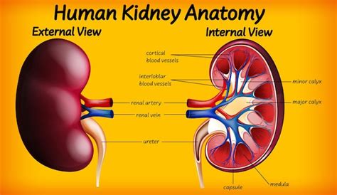 Free Vector Human Kidney Anatomy Diagram