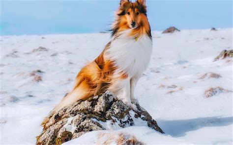 Suchen nach dem besten hintergrundbild? Herunterladen hintergrundbild großer hund, collie, winter, schnee, tiere, braun | Große hunde ...