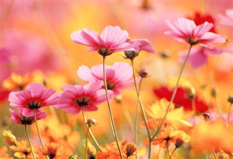 All parts of this plant are poisonous and can cause skin irritation, so handle with care. 17 Full Sun Annuals that Bloom All Summer - Garden Lovers ...