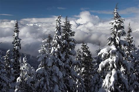 Snow Covered Trees Whistler Mountain British Columbia Photograph By