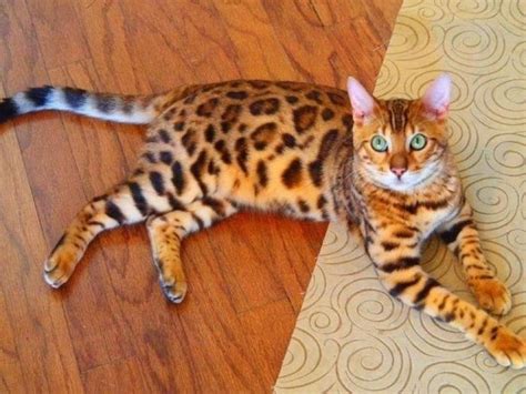 6 Interesting Bengal Cat Personality And Temperament Petsmeorg