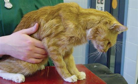 Knowing the right time to euthanize may 18, 2017 by marc smith, dvm you can treat kidney the symptoms are not the only indication of their euthanasia. Management and treatment of chronic kidney disease in cats ...