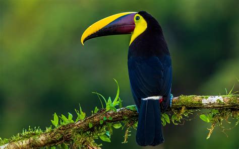 Wallpaper Toucan Bird Exotic Branch Beak Color Hd Widescreen