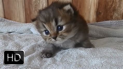 Little Kitten Meowing Very Adorable Youtube