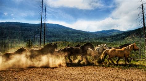 Horses Dust Corral Herd Running Wallpaper Animal