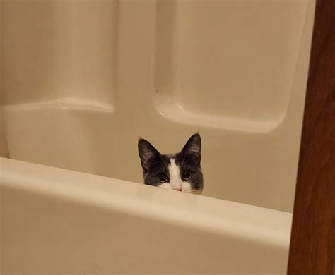 Iris Hides In The Tub And Scares The Crap Out Of You R Cats